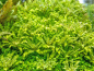 Preview: Kleiner Wasserstern - Pogostemon helferi in vitro